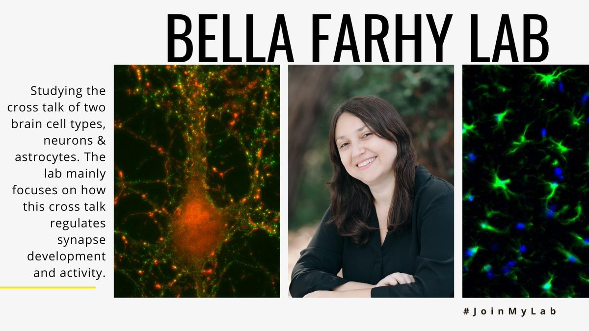 TAMU_Biology's tweet photo. The Isabella Farhy-Tselnicker Lab wants you to #JoinMyLab! The Farhy lab studies the cross talk of two brain cell types, #neurons & #astrocytes. The lab mainly focuses on how this cross talk regulates synapse development and activity. Learn more: https://t.co/1K8YgT86qz #neuro https://t.co/Pac7h5cYXU