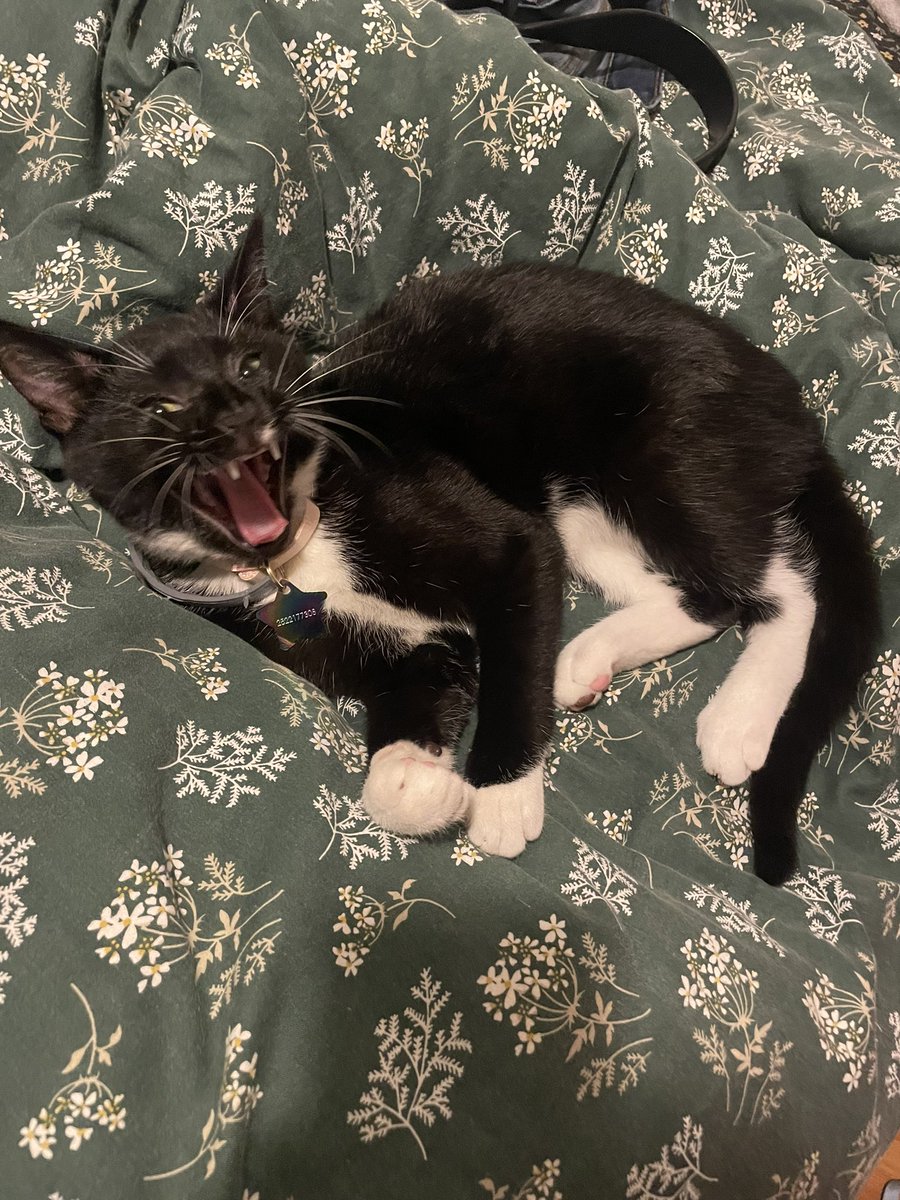 sadieeet's tweet photo. everyone look how cute bby is in her new collar https://t.co/Akx9gulC6y