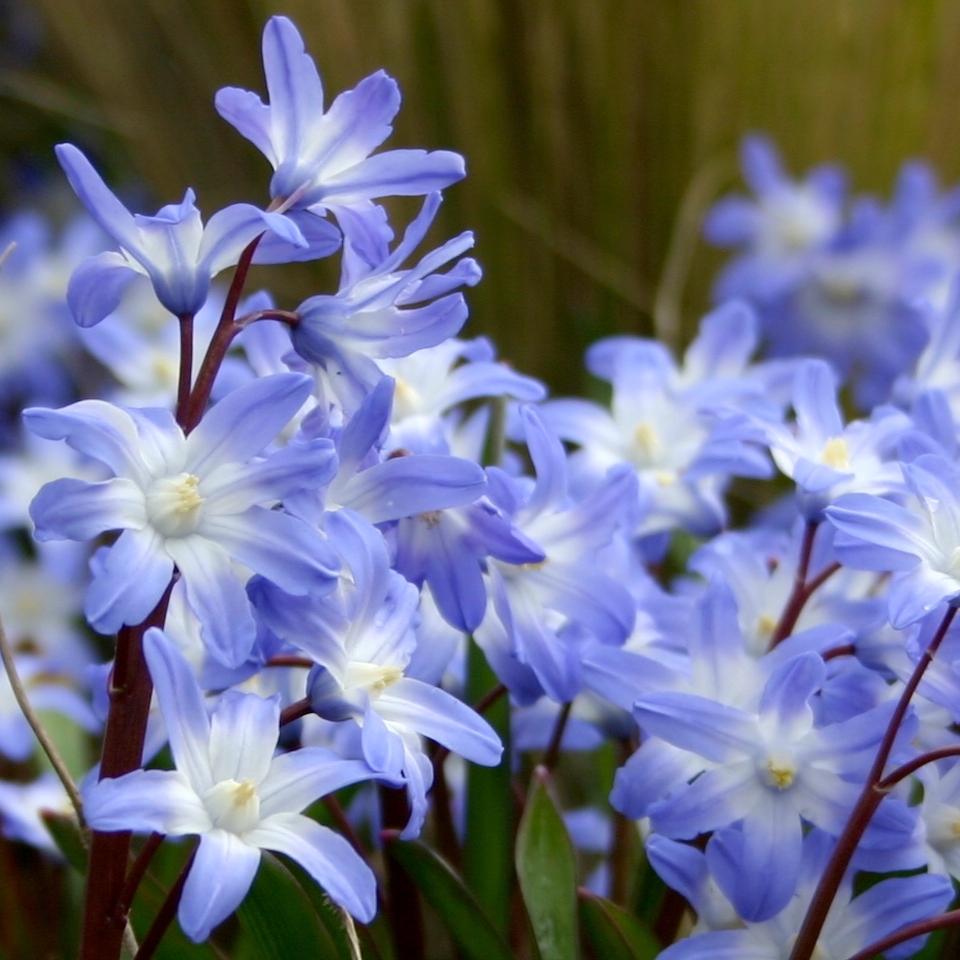 John Scheepers Bulbs (BeautyFromBulbs) / Twitter