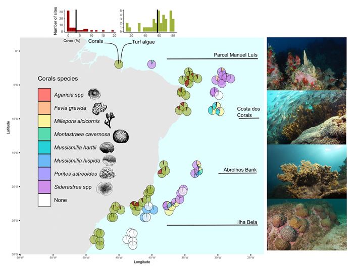 Guilherme O. Longo (@gui_o_longo) on Twitter photo 🚨New paper is out showing that SWAtlantic corals are #keystone species supporting juvenile and adult fish🐟Good news: coral loss would lead to limitted functional erosion of our generalist fish assemblages💪Led by AndreLuza & ReefSyn team🇧🇷!👇<a href="/SciReports/">Scientific Reports</a> rdcu.be/cXt0E 🚨New paper is out showing that SWAtlantic corals are #keystone species supporting juvenile and adult fish🐟Good news: coral loss would lead to limitted functional erosion of our generalist fish assemblages💪Led by AndreLuza & ReefSyn team🇧🇷!👇<a href="/SciReports/">Scientific Reports</a> rdcu.be/cXt0E