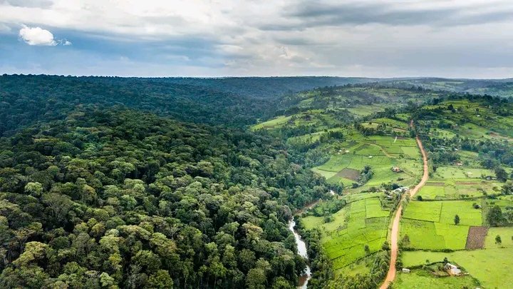 tukwa2's tweet photo. #saveourplanet🌿 
#ClimateEmergency 
#saveMauForest🌳🌳🌳🌳 
@Environment_Ke 
@magicalkenya 
@UNEP https://t.co/PMuDOYG71P