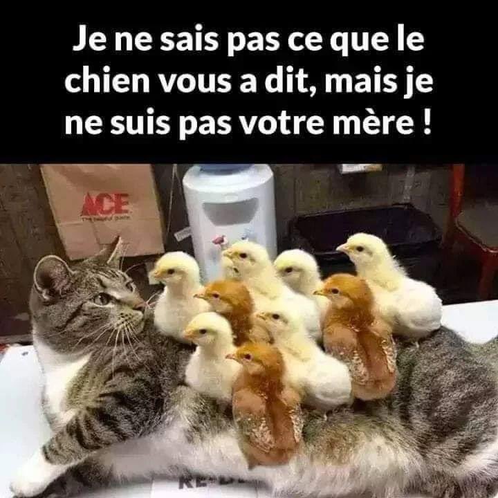 linaetguy1's tweet image. Un peu de douceur dans ce monde de brutes! 🐱🐥🐱🐥