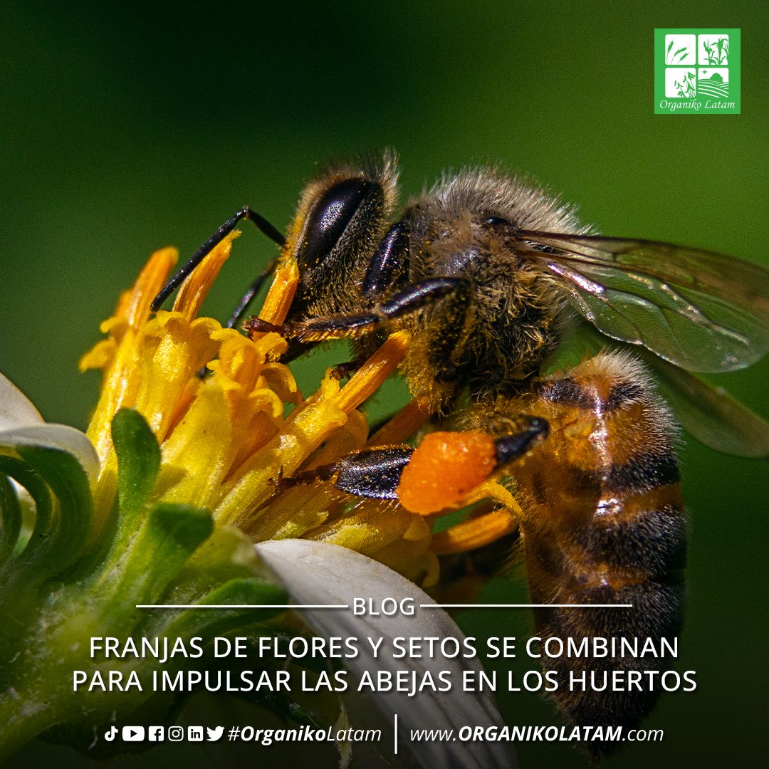organikolatam's tweet photo. BLOG | Franjas de flores y setos se combinan para impulsar las abejas en los huertos

¡Para leerlo completo, visita nuestro sitio web!
https://t.co/7YgMlSBDUL

#organico #cropbooster #agricultura #campo #drone https://t.co/QnDXdMcpmz