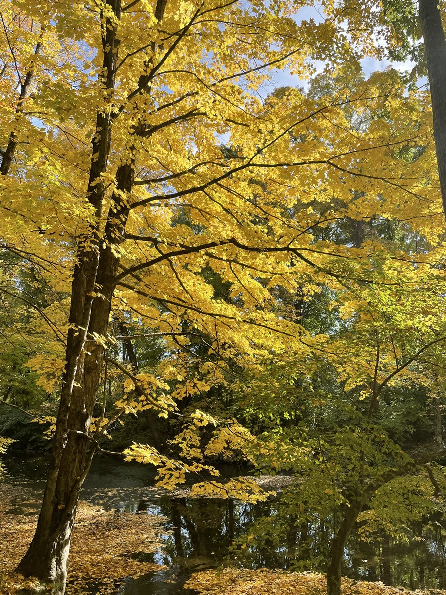 Come join our Neuroscience Program at Smith College!! apply.interfolio.com/115593 We have excellent students and facilities. Strong support for your development as a teacher/scholar. And, currently, gorgeous fall colors!