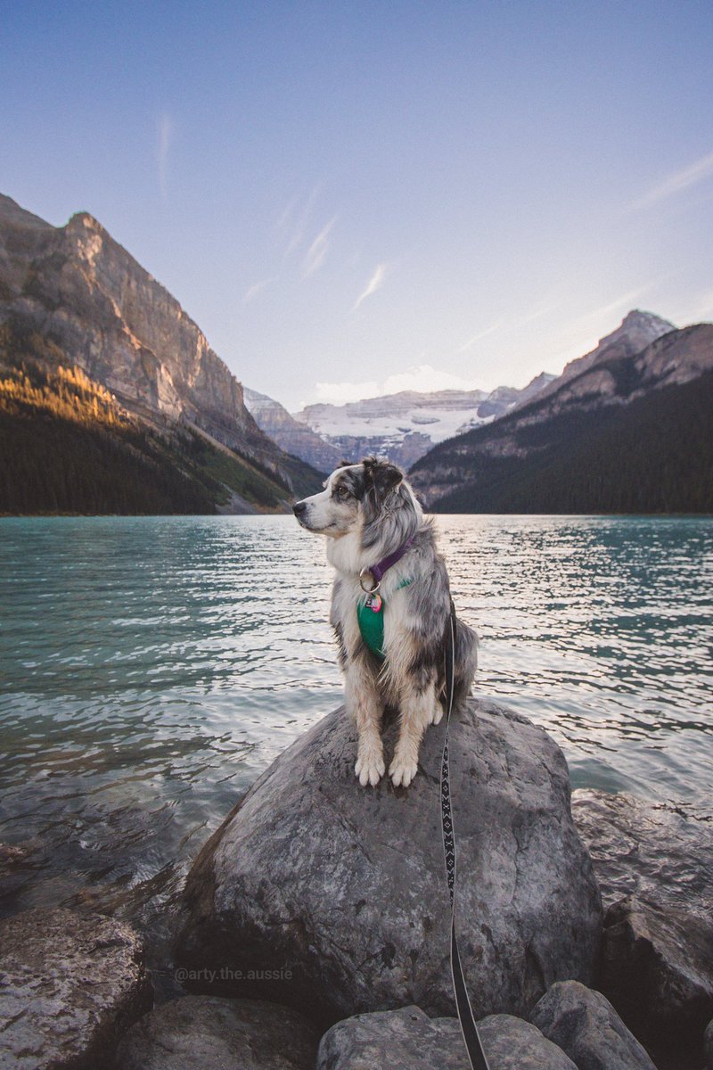 Oh hey Twitter. It's been a hot minute.
We went to the mountains in Septmeber and we loved every minute of it!! Hopefully I'll remember to share some more photos here 🙈 
#DogsofTwittter #ArtyTheAussie #LakeLouise #ArtyInAlberta #BanffNationalPark
