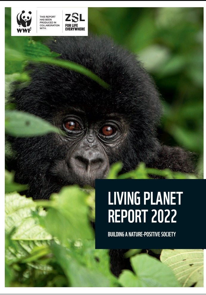 As I read WWF's #LivingPlanetReport indicating drastic decline of species numbers globally, I am encouraged by the choice of the cover photo of mountain gorillas, whose numbers are rising again. @IGCP