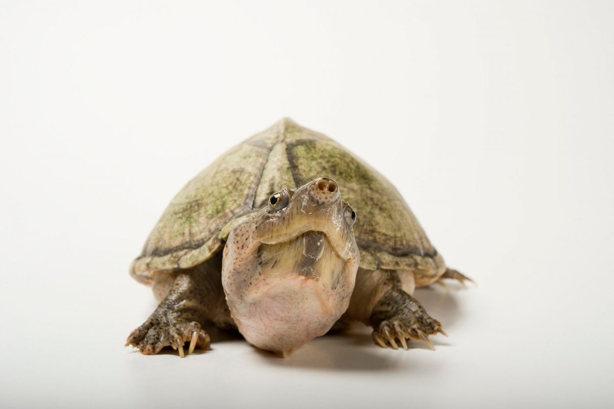 If turtles carry their homes on their backs, this razor-back musk turtle opts for a tent - or perhaps an overturned boat. The shell’s high ridge and pitched sides give the turtle a domed, triangular appearance. #turtle #razorback #musk #muskturtle #shell #PhotoArk