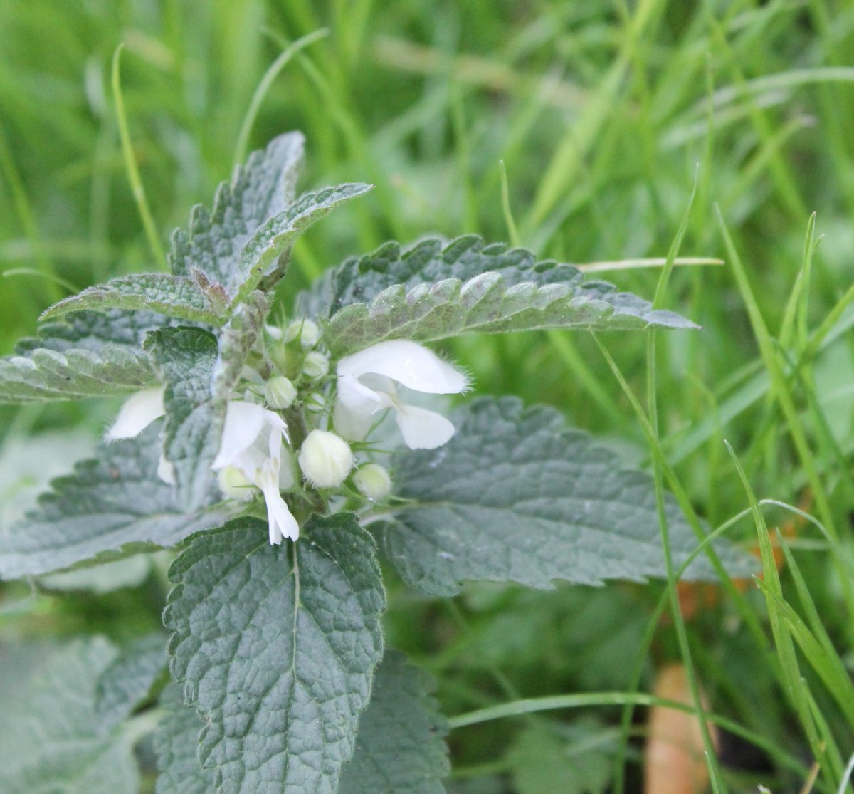 JiscaDijk's tweet photo. #adoptietuin #maaimeniet #laatdenatuurnietstikken
#wildeplanten
@gemeentehengelo
Voormalig gemeente gazon heeft nu nog heel wat bloeiende planten: biggenkruid, witte dovenetel, nachtschade en dit jaar heel veel margrieten!
draad >>>>> https://t.co/GnX57tYVd7