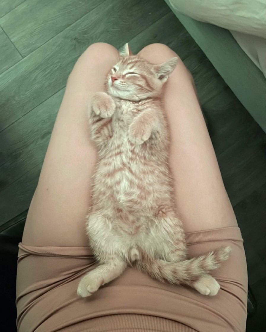BrookeAHendy's tweet photo. Which cat is your favorite? 🙈🐱 #nsfwtwt https://t.co/u3HPKFZ4tl