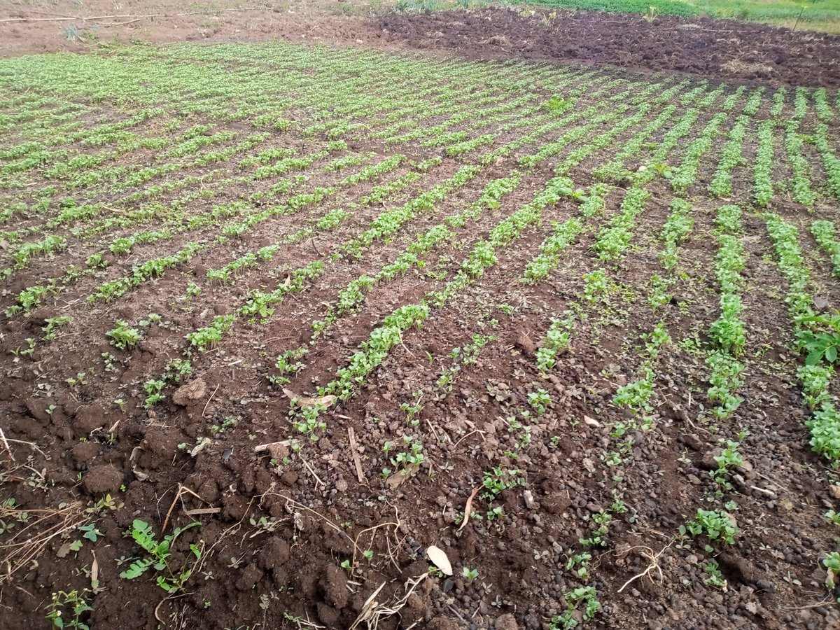 MainaBonface8's tweet photo. Almost  a 100% germination natural propagation https://t.co/DAfaWorbzX