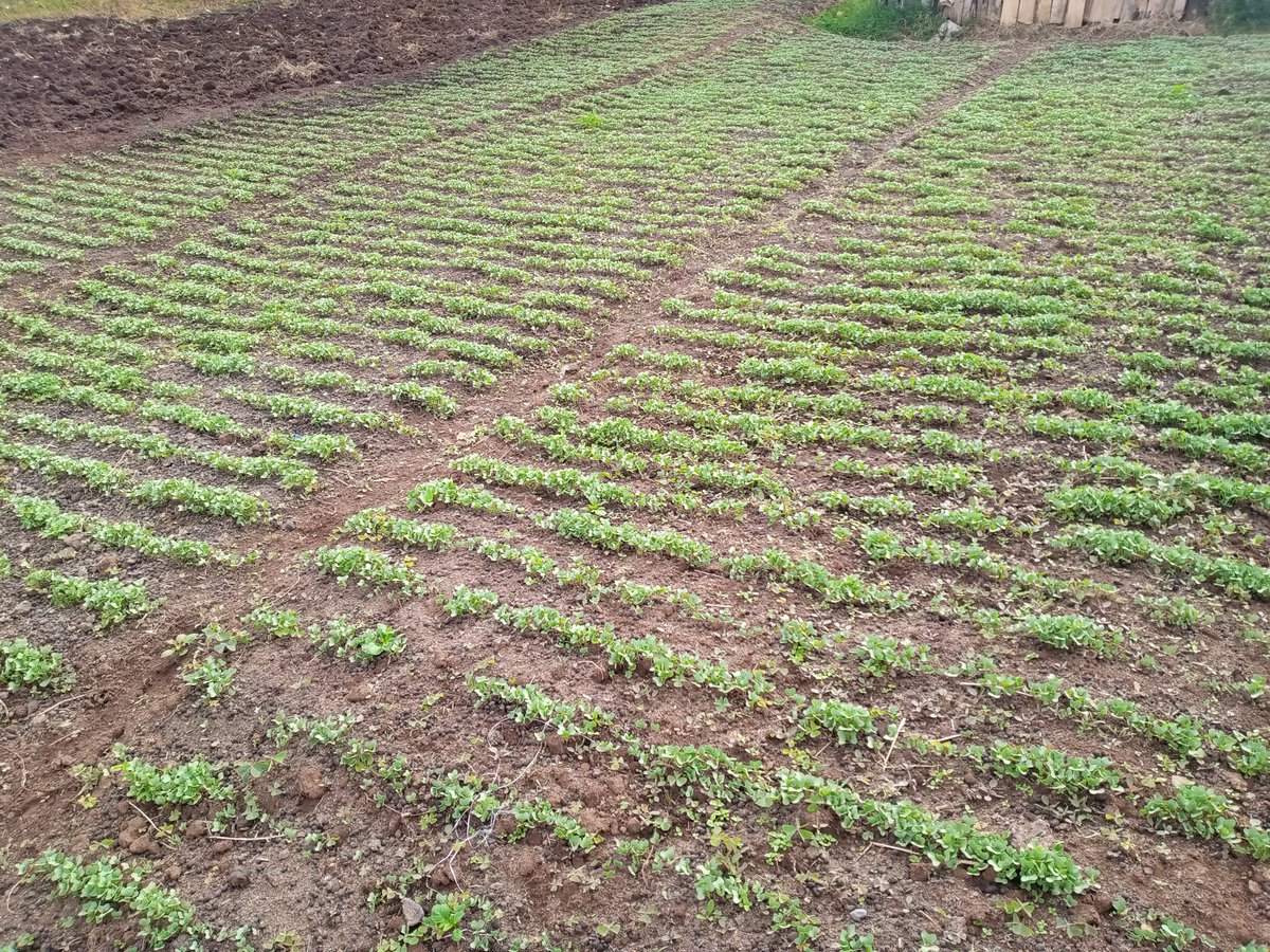 MainaBonface8's tweet photo. Almost  a 100% germination natural propagation https://t.co/DAfaWorbzX