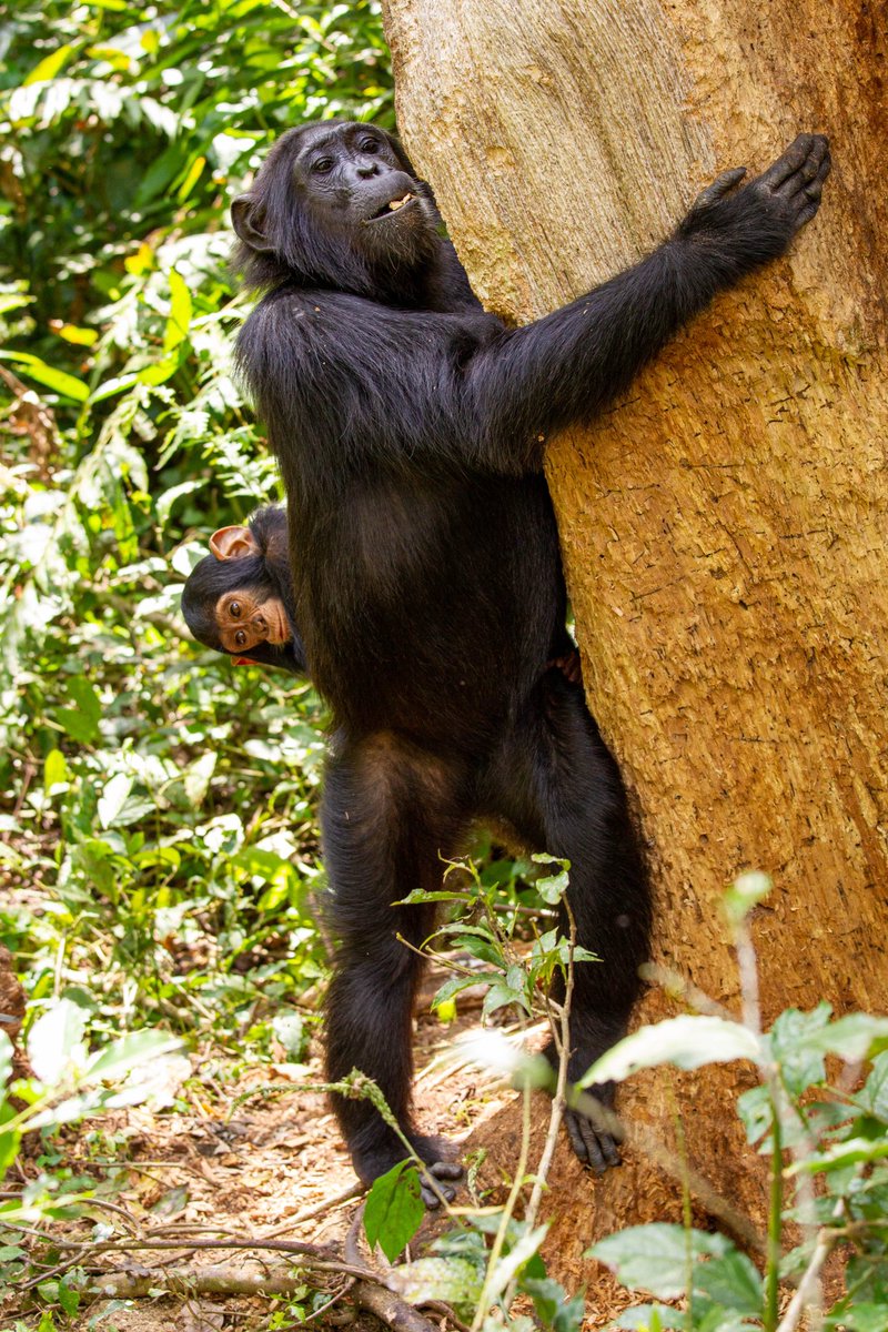 « Un singe sur l’épaule »…ce n’est pas un problème mais une chance <a href="/EmmanuelMacron/">Emmanuel Macron</a> ☺️ ! 
75% des espèces de primates ont des populations en déclin… #monkeyontheback (ou plutôt #apeontheback!) #biodiversity
Photo <a href="/jmkrief/">Jean-Michel Krief</a>