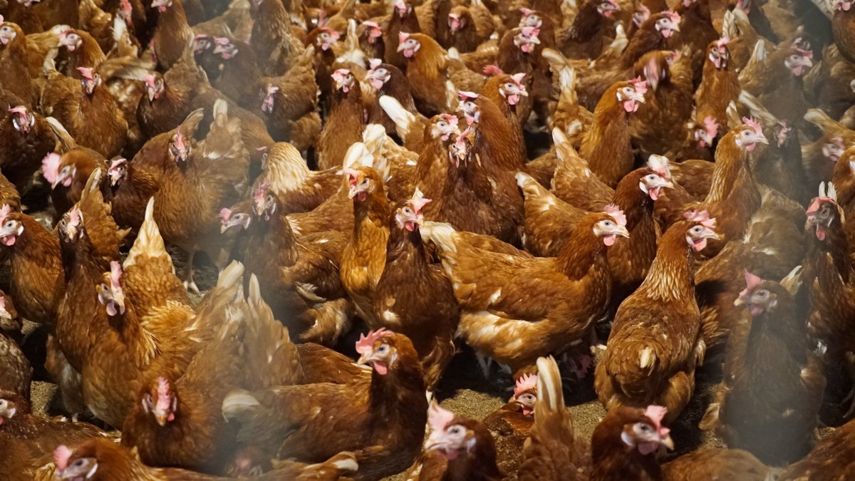 White eggs or brown eggs? Well it turns out they come from different birds, which behave differently. You can find out more if you click the link to hear <a href="/charlottebsmith/">charlotte smith</a> visiting <a href="/OaklandsEggs/">Oaklands Farm Eggs</a> in Shropshire - bbc.co.uk/programmes/m00…