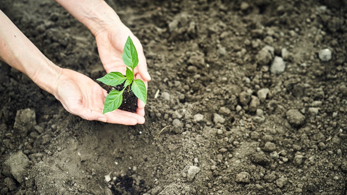 Now we're in the prime planting season, it's important to know how to improve the quality of your soil before planting anything new!🌱 Find out how to fix your difficult soil, here: bit.ly/3c9pV7t
#toptips #thursdaythoughts #gardeningadvice #gardening