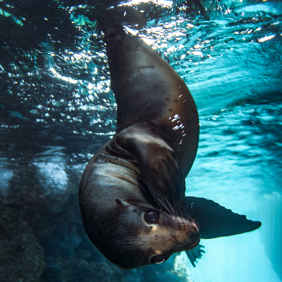 DivedUp's tweet photo. Poseidon’s ocean ambassadors exuberantly whiz towards and around diver and snorkeler alike - The Sea Lions of Los Islotes - https://t.co/6Mobee2aaY
#sealions #pinnipeds #losislotes #mexico #bajacaliforniasur #mammals #marinelife #underwater #scuba #photography @lukeinman https://t.co/pcNeL7yhG9