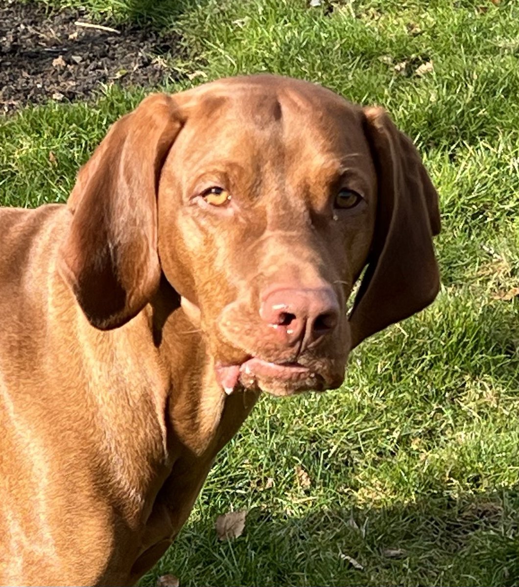Walking past a nursery school and a little kid pointed at me and said, “Look! A piece of lasagna!” #dogs #dogsoftwitter #vizsla