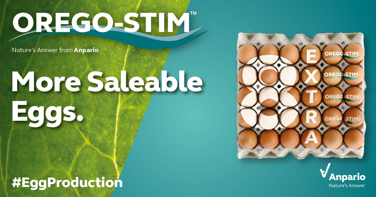 anparioplc's tweet photo. ๐ขEXCITING NEWS๐ข
Did you know; #OregoStim in #LayingHens Supports Optimal Performance, increasing #EggProduction by an average of 8 eggs per hen in trials conducted over a 5-year period. https://t.co/FczabXZLyF #NaturallyMoreProfitable #SustainableEggProduction #NaturesAnswer https://t.co/XZ2qhoHlwK
