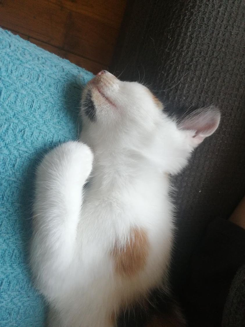 MtlARN's tweet photo. OK- guys, we need to talk.
We would *really* like to keep these siblings, Toichi and Marnie, together. But for… some??? reason??? we haven’t received a single application for the duo!?!
2 happy, healthy, snuggly and adorable kittens can’t find a home? What’s the world coming to! https://t.co/E2XJEDzfNQ