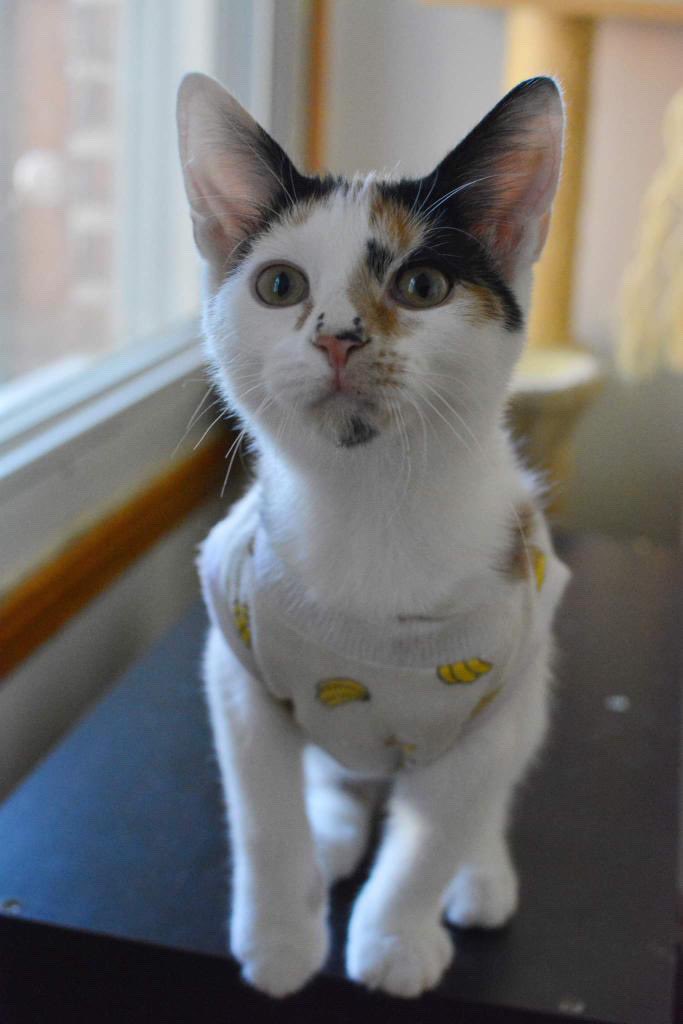 MtlARN's tweet photo. OK- guys, we need to talk.
We would *really* like to keep these siblings, Toichi and Marnie, together. But for… some??? reason??? we haven’t received a single application for the duo!?!
2 happy, healthy, snuggly and adorable kittens can’t find a home? What’s the world coming to! https://t.co/E2XJEDzfNQ