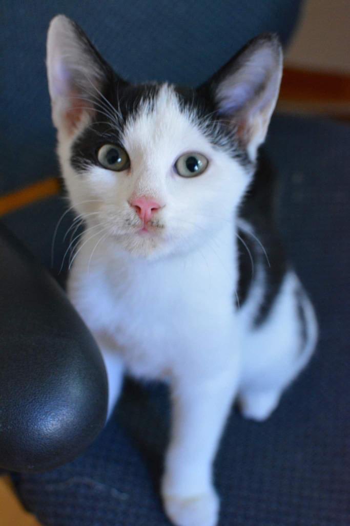 MtlARN's tweet photo. OK- guys, we need to talk.
We would *really* like to keep these siblings, Toichi and Marnie, together. But for… some??? reason??? we haven’t received a single application for the duo!?!
2 happy, healthy, snuggly and adorable kittens can’t find a home? What’s the world coming to! https://t.co/E2XJEDzfNQ