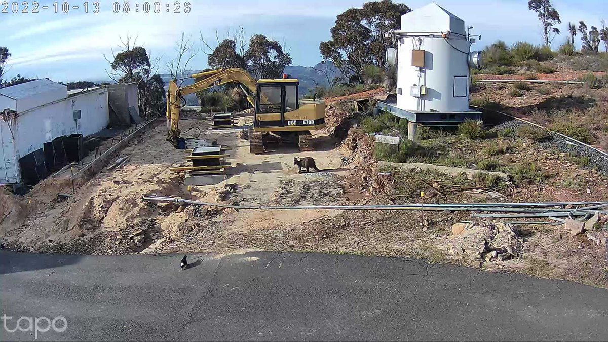 GOTOObservatory's tweet photo. All hands on deck at Siding Spring Observatory (@SidingSpring) to get the groundwork done for GOTO-South - even the local wildlife is pitching in! https://t.co/ReLoD0Pa5o