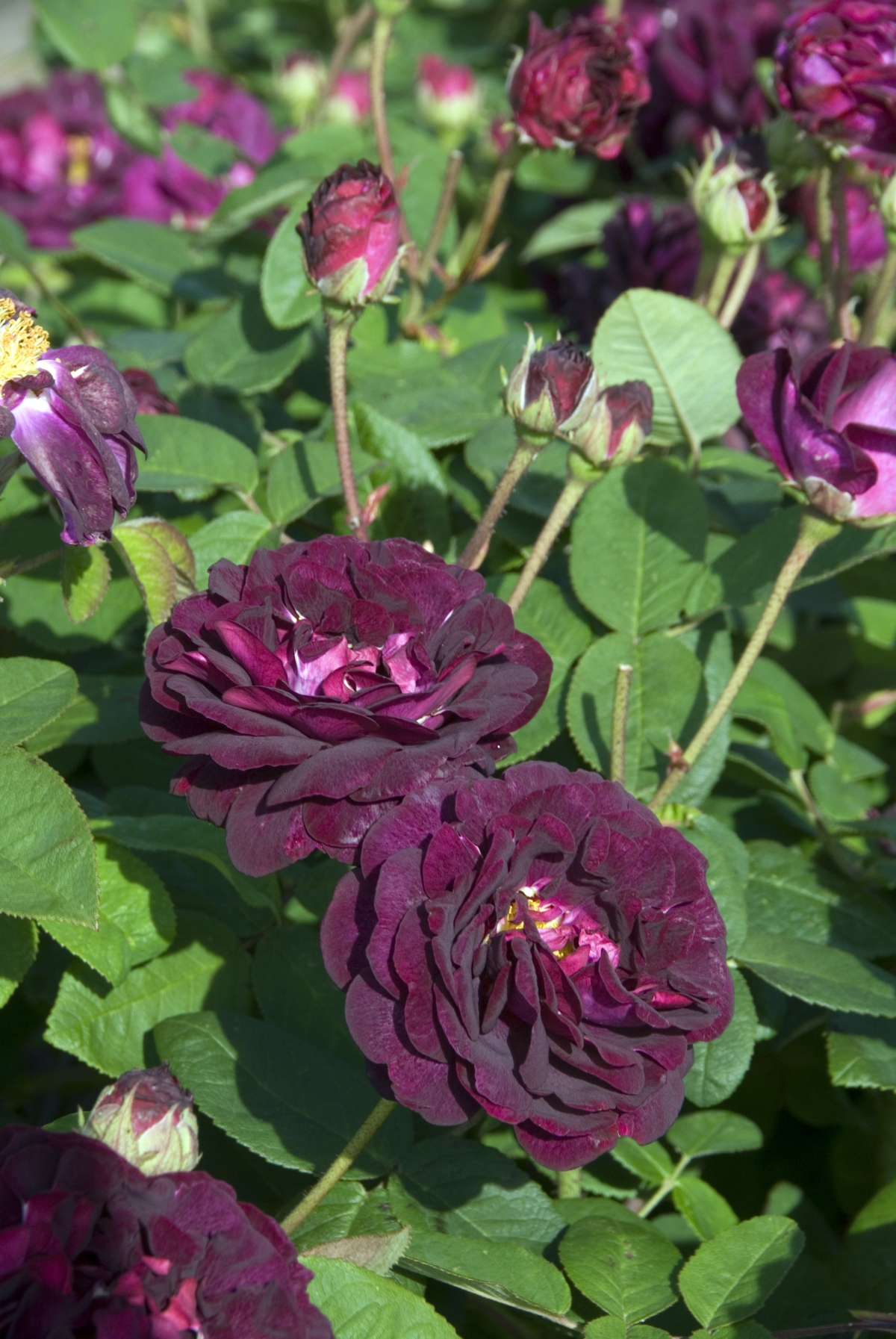 Ботаничка on Twitter: "Роза «Тоскана Суперб» (Rose 'Tuscany Superb ...