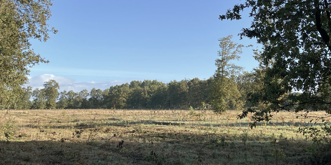 IPlantATree's tweet photo. Nach der Kulturpflege im Projekt Groß Rheide 🌱🌲🌳 https://t.co/59SolLAAkA