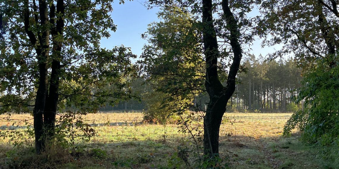 IPlantATree's tweet photo. Nach der Kulturpflege im Projekt Groß Rheide 🌱🌲🌳 https://t.co/59SolLAAkA