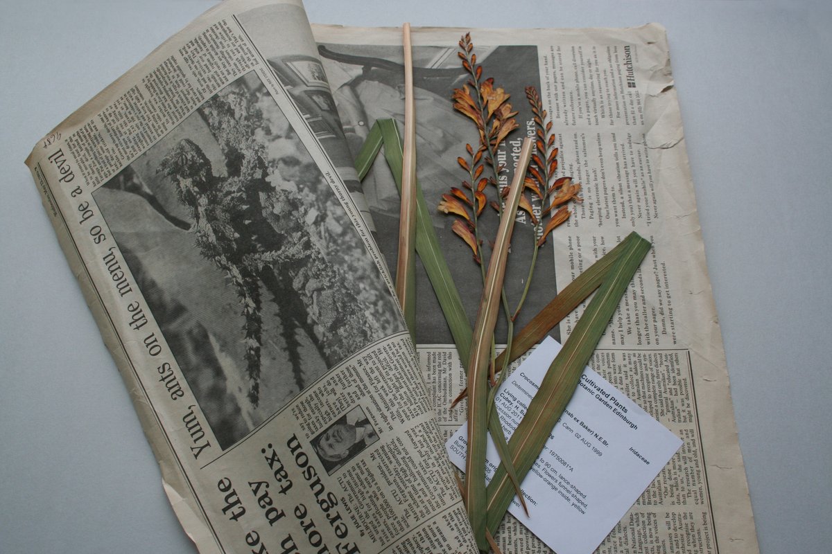 RBGE_Herbarium's tweet image. Exciting oppurtunity! 

We are currently recruiting for 2 permanent, part time positions in the herbarium:

Herbarium Technician – Plant Specimen Preparation

Assistant Curator

for more information on both posts rbge.org.uk/about-us/worki…

#herbarium