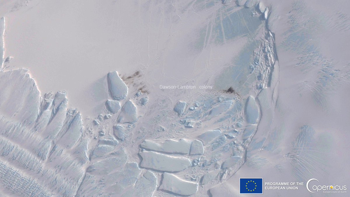 🐧🐧🐧🐧🐧🐧🐧🐧🐧🐧🐧🐧🐧🐧

#DYK that #Copernicus enables to monitor penguin colonies in #Antartica 🇦🇶?

The #Sentinel2 🇪🇺🛰️ image acquired on 12 October  
allows us to pinpoint the 📍 position of a Dawson-Lambton 🐧penguin colony near the Brunt Ice Shelf
 
#FollowThePoo