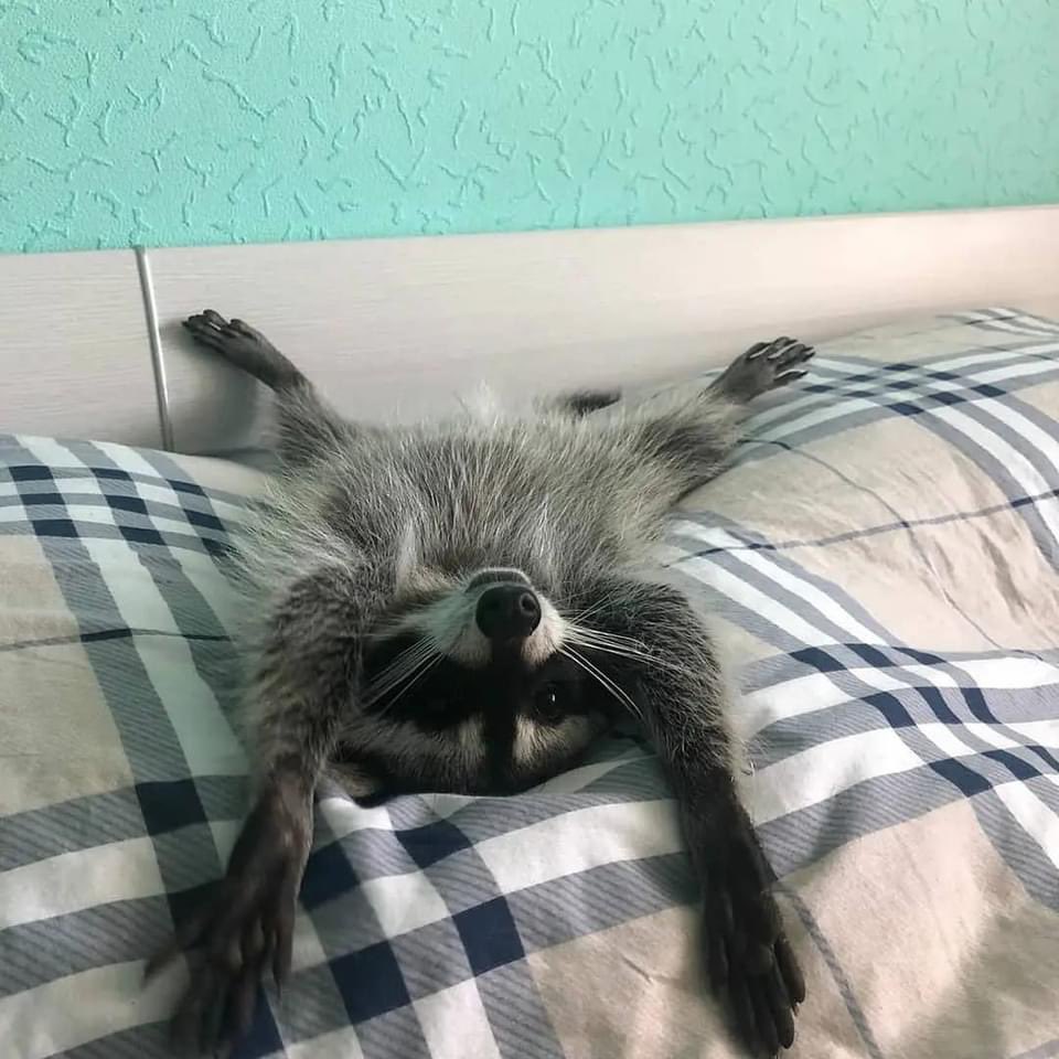 Raccoons Hourly (@raccoonhourly) on Twitter photo 