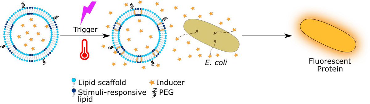 Ignacio_Gispert's tweet image. We have introduced light and temperature sensitivity into bacteria using lipid-based #artificialcell. 

When an external trigger releases a signalling molecule from the artificial cells ➡️ protein expression gets activated in the bacteria. (2/4)
