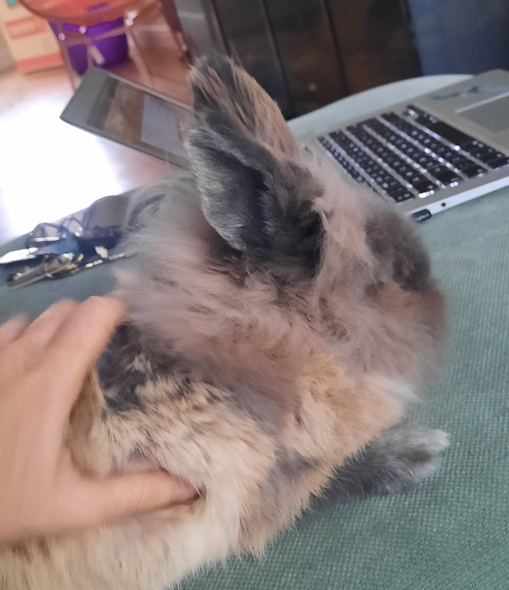 jpootsy's tweet photo. Just a pic of Barry the Bunny supporting my working from home this morning... such a great boss - let's me have so many breaks! #PhDpets https://t.co/XbNXt4v1ga