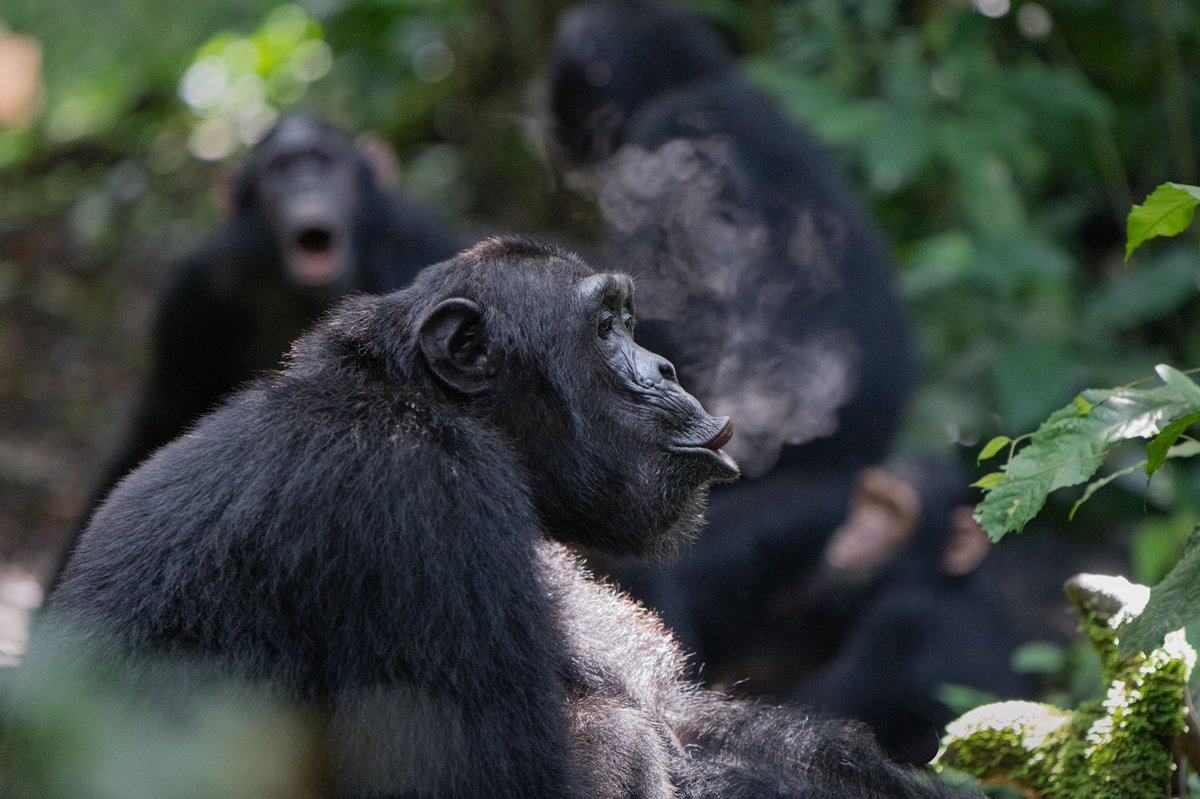 Very happy my 📷 of a wild chimpanzee’s morning call was selected as the Runner-up in the <a href="/RoyalSocBio/">Royal Society of Biology</a> Photo Competition! It also happens to encapsulate my PhD thesis: social awareness (audience in the background) and vocal development (younger males chorusing) of pant hoots 👌🏻