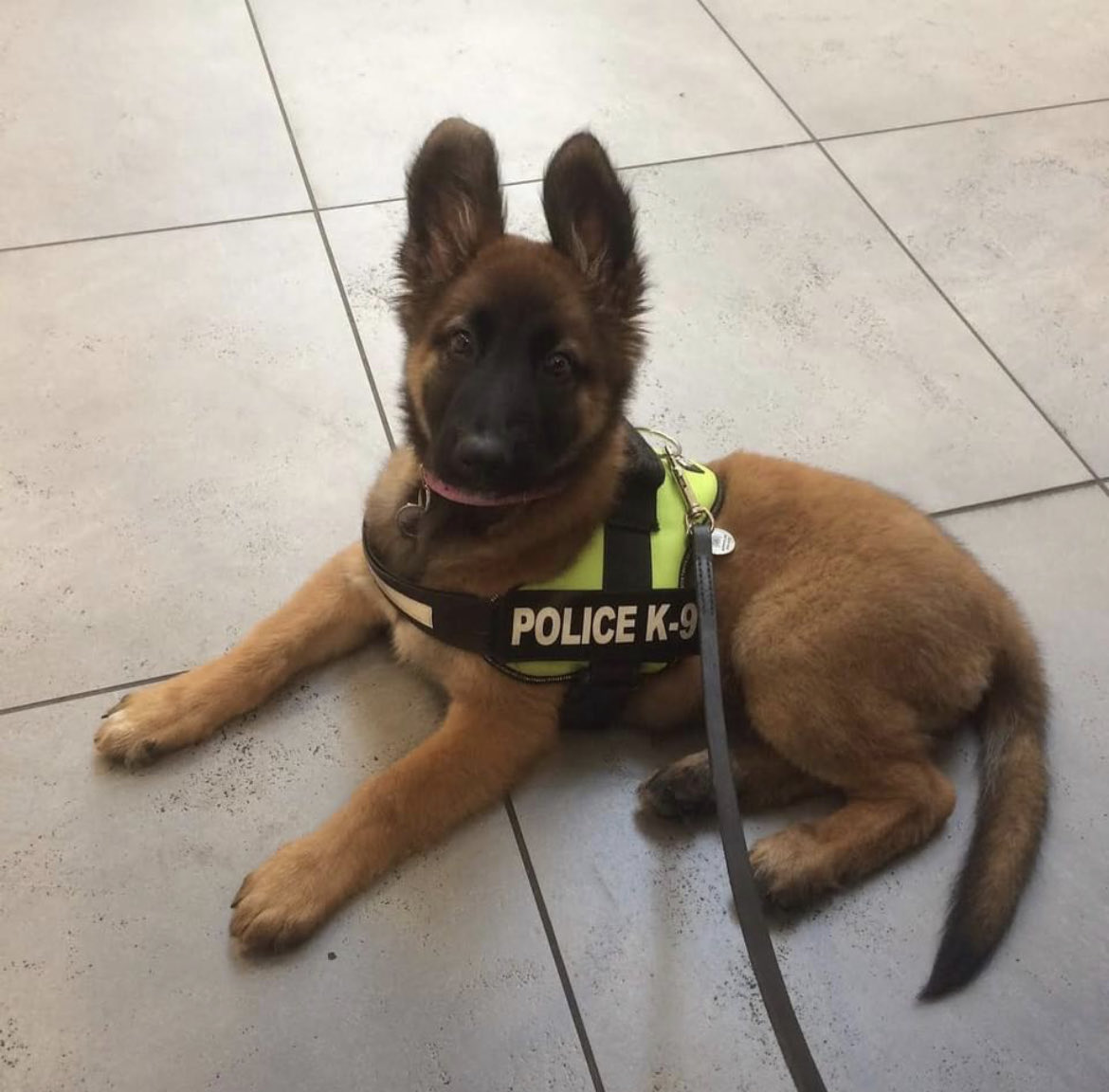 NicNic711's tweet photo. Throwback Thursday, then and now from ginger ninja to beautiful young lady #bbSummer #bfoster #GSDxMali #futuremum #crimefightingpups #MetPolPups #huntersuzuki https://t.co/RQ2aHa5W0f