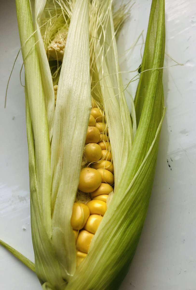 PeterAChild's tweet photo. Harvested from the NSAT team garden this morning. Slightly amazed there is actually real corn in there, having watched them grow all summer. Move over Jolly Green Giant. https://t.co/GSvZOkDYRf