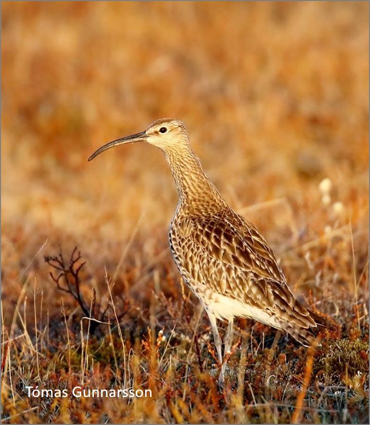 GrahamFAppleton's tweet photo. Impressive #Whimbrel migration. 
I have searched through recent #WaderTales blog to find an uplifting story for a gloomy day: 
https://t.co/Vkg0Vf62yM 
#waders #shorebirds #ornithology https://t.co/yAasKDKha5