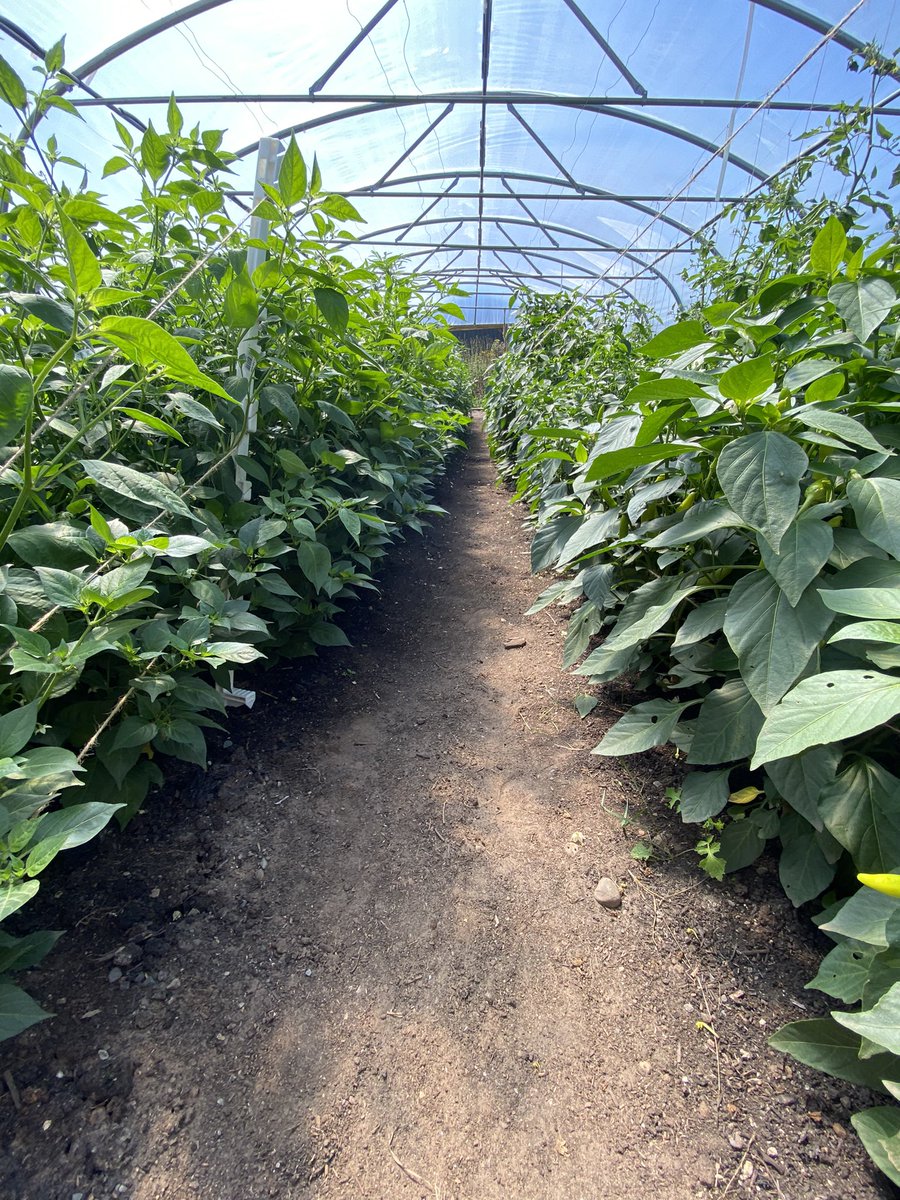 Chilli Farm Open Day 15/10/22 13:00-16:00
Come along, see what we grow, how we grow it, our plans for the future and even pick your own 😊 We’ve had loads of requests to see the tunnel, so now’s your chance to visit the Isle of Man’s only Chilli Farm. #chillifarm #iom #iomstory