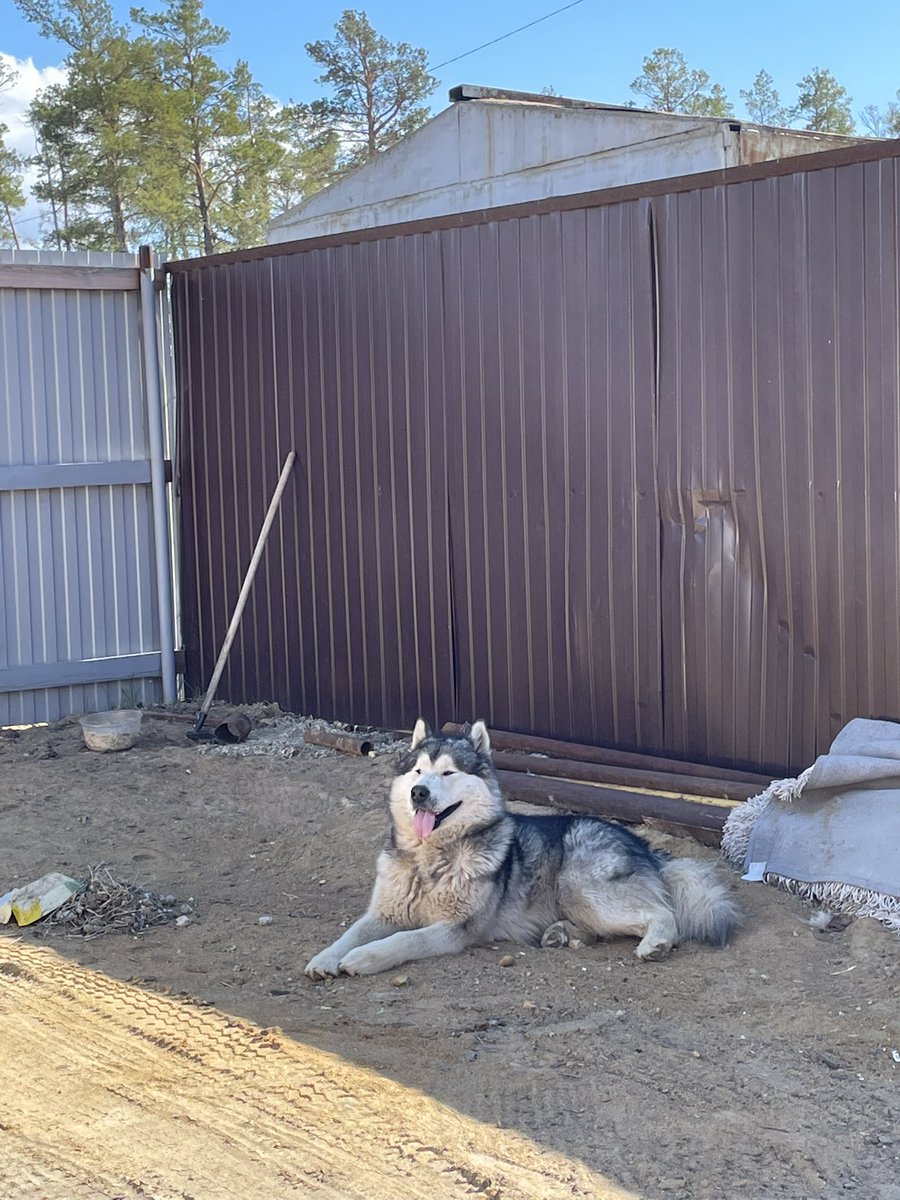 nemashina's tweet image. Ищем нашего друга - маламута Лаки🥺🙏🏻 На кончике носа есть шрам. Пожалуйста если кто видел позвоните или напишите нам 89992447142; 89841053855 пожалуйста репост🫶🏻