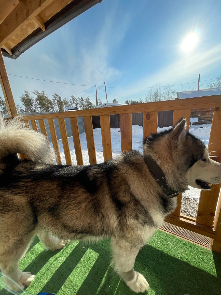 nemashina's tweet image. Ищем нашего друга - маламута Лаки🥺🙏🏻 На кончике носа есть шрам. Пожалуйста если кто видел позвоните или напишите нам 89992447142; 89841053855 пожалуйста репост🫶🏻