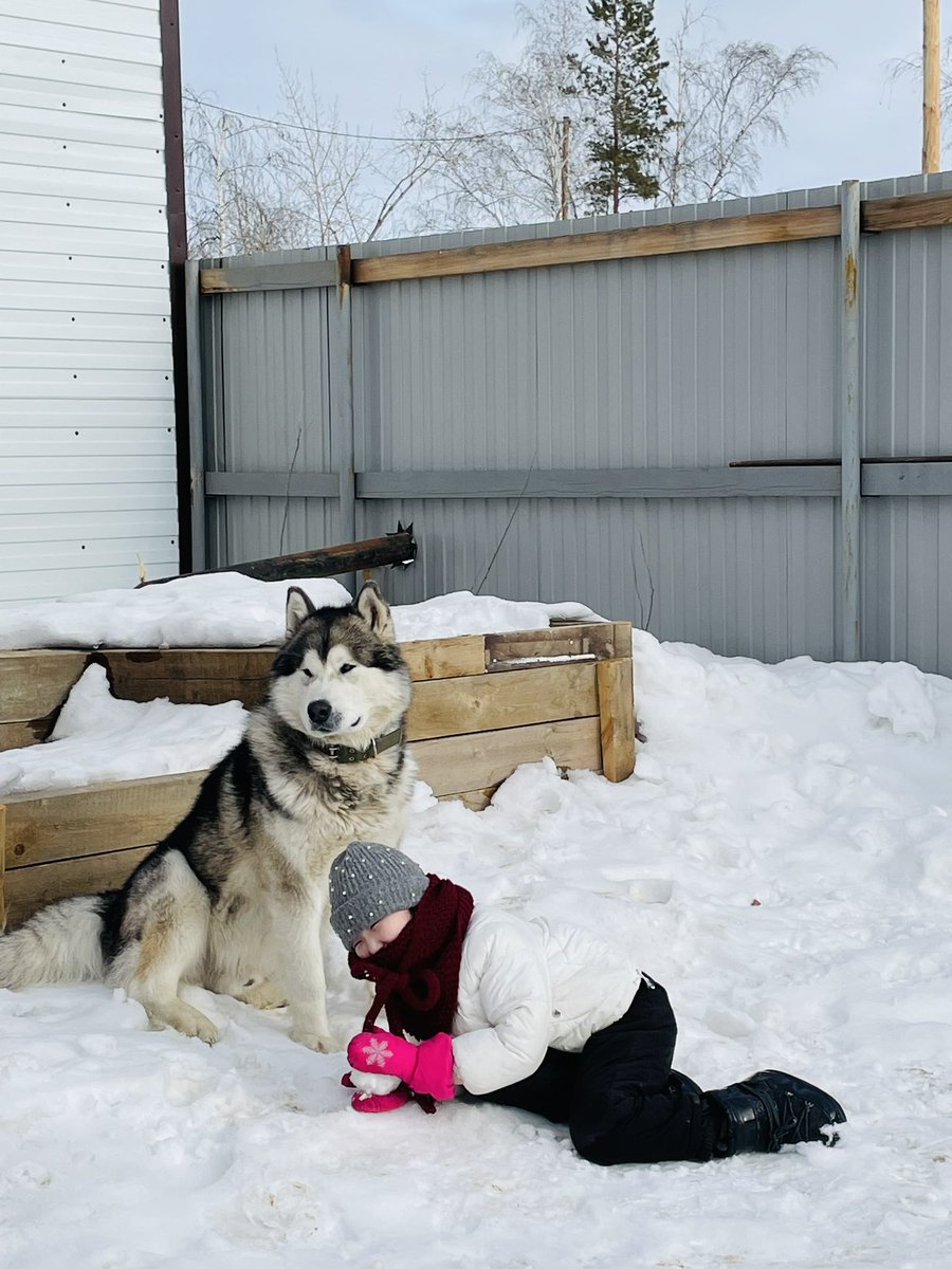 nemashina's tweet image. Ищем нашего друга - маламута Лаки🥺🙏🏻 На кончике носа есть шрам. Пожалуйста если кто видел позвоните или напишите нам 89992447142; 89841053855 пожалуйста репост🫶🏻