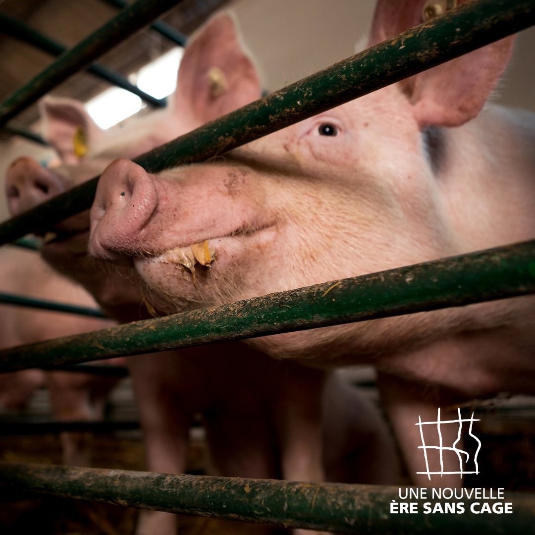 Animal Cross tweet media