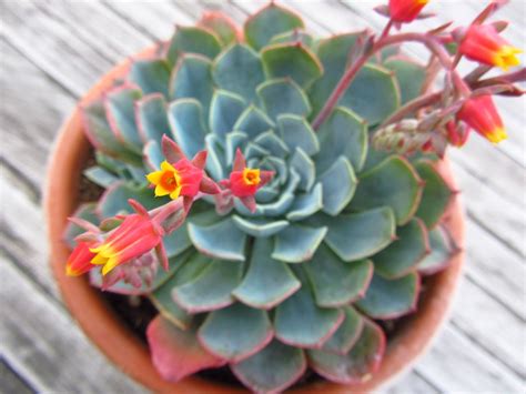 FCAdultEd's tweet photo. Grow Succulents in Pittsburgh? Absolutely! Learn to select, nurture, propagate - and leave with your own succulent! Tuesday, October 18th - a few seats remain. https://t.co/JlZny3jPq5

#gardening #succulents #fcaae #lifelonglearning https://t.co/zUDtTfy4MZ