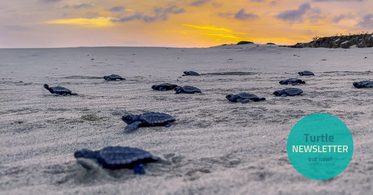 TurtleFound's tweet image. Curious about #news on Turtle Foundation #projects &amp;amp; insights into our work? Head over to our latest #newsletter for more information: turtle-foundation.org/en/side-effect… Free subscriptions included ;-)