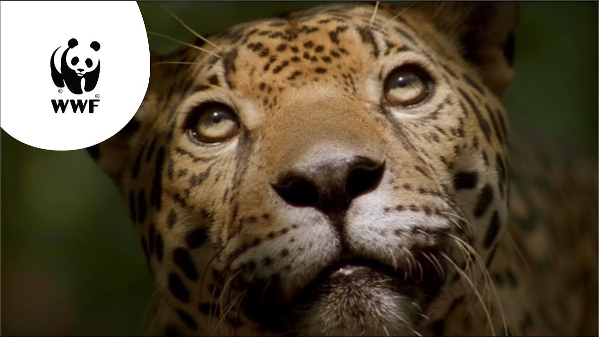 Vrijdag 14 oktober heel erg interessant Kindercollege in de Bieb in Barneveld van <a href="/wwfnederland/">Wereld Natuur Fonds</a> over bedreigde diersoorten in deze <a href="/KBweek/">Kinderboekenweek</a> met thema Gi-ga-groen. Aanmelden via: …ootwijkerbroek-voorthuizen.op-shop.nl/519/kindercoll…