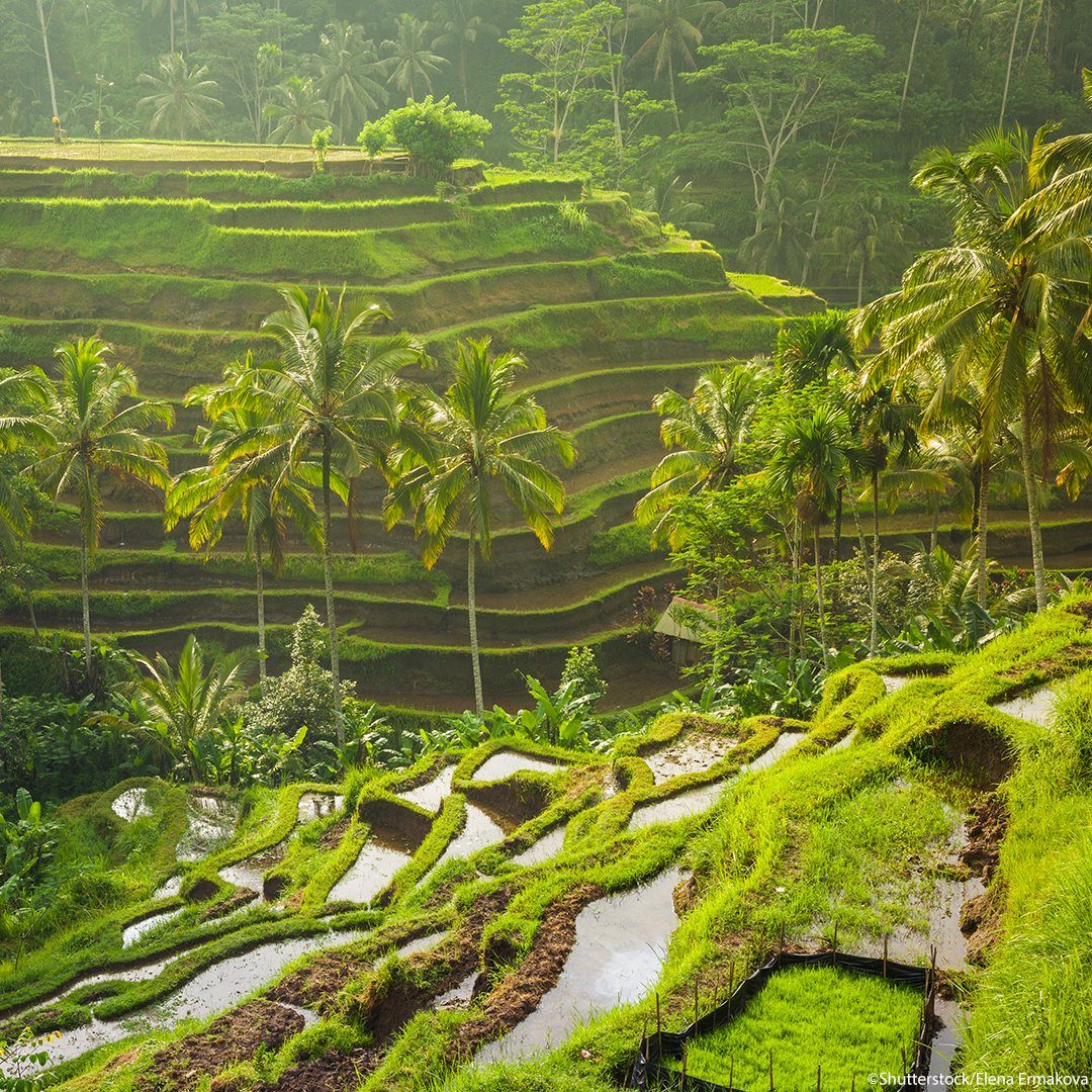 🌴 Green aesthetic. #PhotoOfTheDay: Cultural Landscape of Bali Province 🇮🇩, inscribed on the @UNESCO #WorldHeritage List in 2012. on.unesco.org/3fvUplz #TheNext50