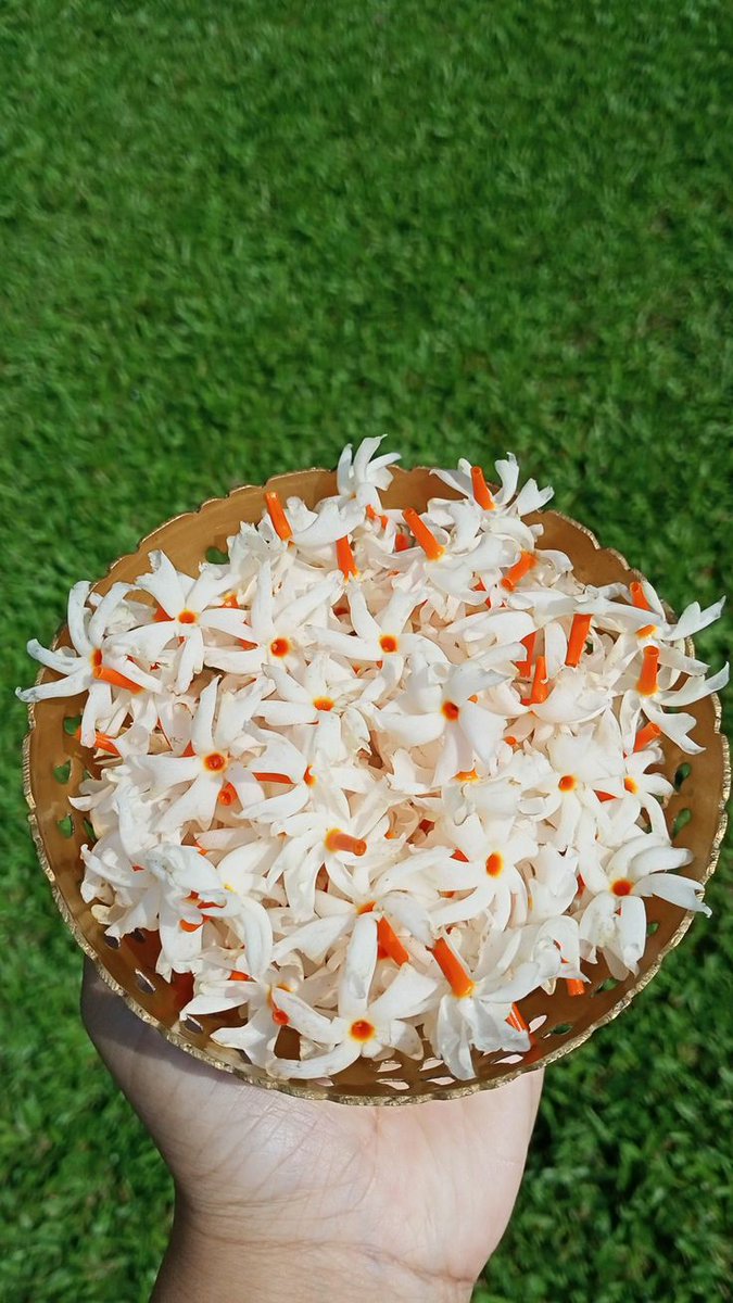 TazmunRino's tweet photo. শিউলি ফুল খুব পছন্দ😍😍😍 https://t.co/ZjNf5lgCwz