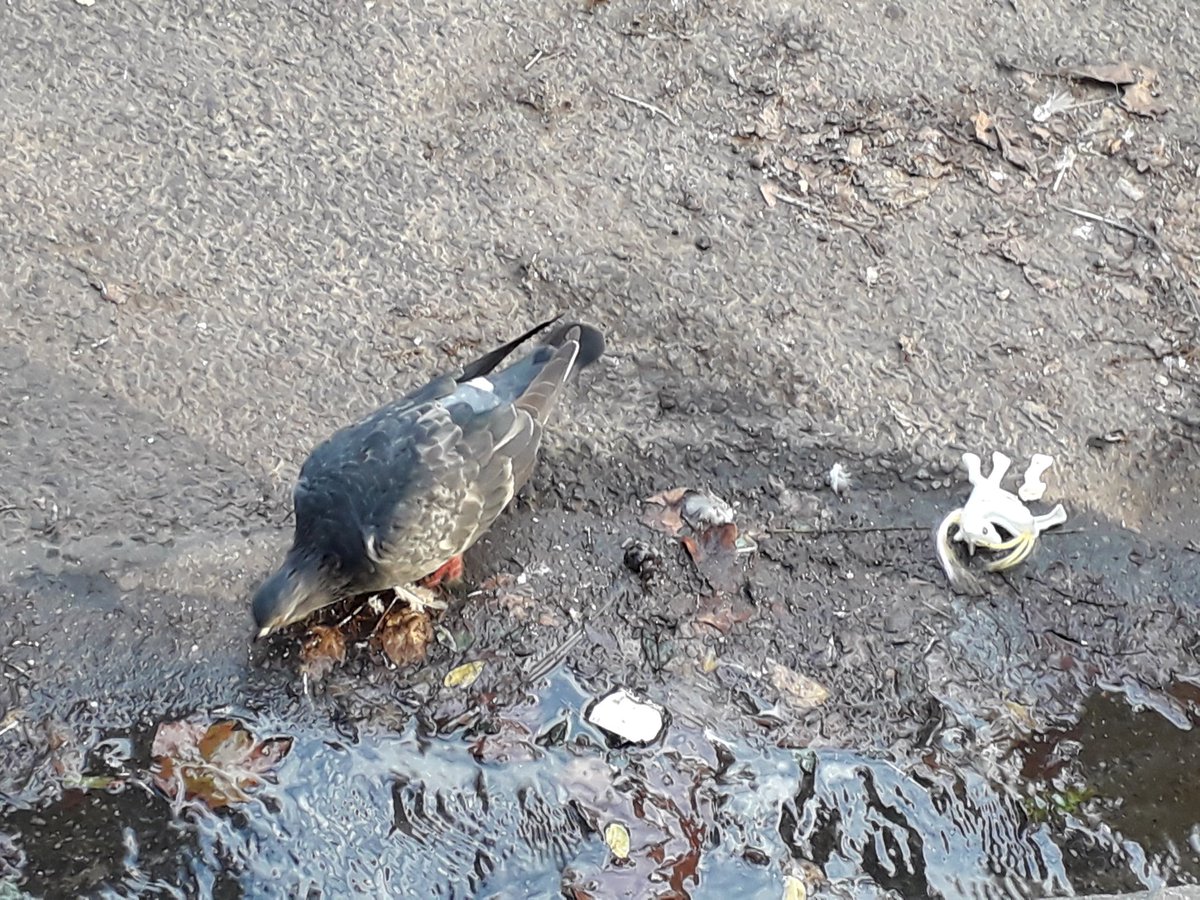 phaneres's tweet photo. Paris c'est des licornes mortes, des pigeons et de l'eau croupie, mais aussi des pâtisseries végétales et de belles librairies !
( me remerciez pas, je suis poétesse ) #1jour1poeme #poesie #rime #chaussonauxpommes #patisserievegetale #chevillard #jaimekanmemepascetteville https://t.co/hBhCdmQiFy