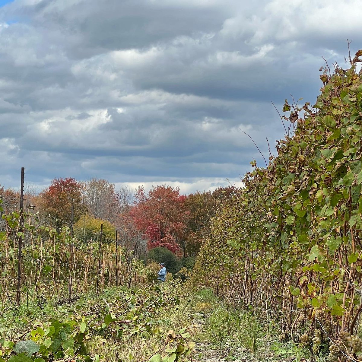 hinterlandwine's tweet photo. Before &amp; After prune. Preparing for winter has begun. (Have you started?) #vineyardpruning #inthehinterland #princeedwardcounty @ONCraftWineries https://t.co/3VQ8LbAl2h