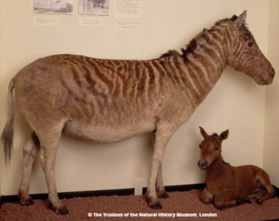 TetZoo's tweet photo. Rarely made clear is that #Quaggas were highly variable in life, and that some populations were actually quite stripey. This is obvious from some of the 23 preserved skins: check out the Tring #Quagga ((c) Trustees of NHM) and Basel Quagga... https://t.co/MafhbWBSpq